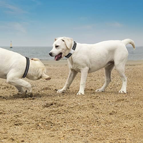 Beautyzoo צווארון כלבים רפלקטיבי לכלבים קטנים בינוניים גדולים עם אבזם מתכת, ניילון ניאופרן רך צווארונים מרופדים לבנים ובנות כלבים חיות מחמד גור עם אבזם שחרור מהיר כבד